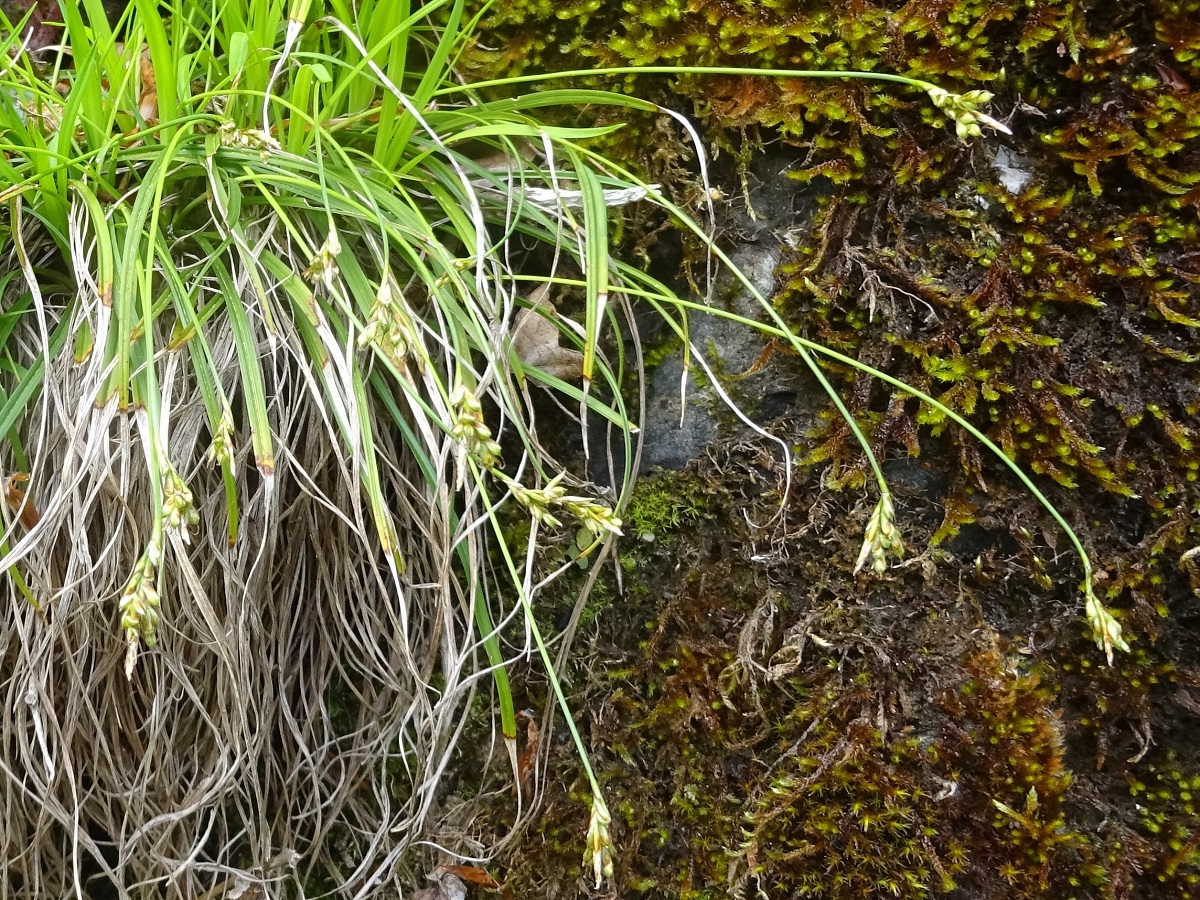 Carex ornithopoda subsp. ornithopoda (Cyperaceae)
